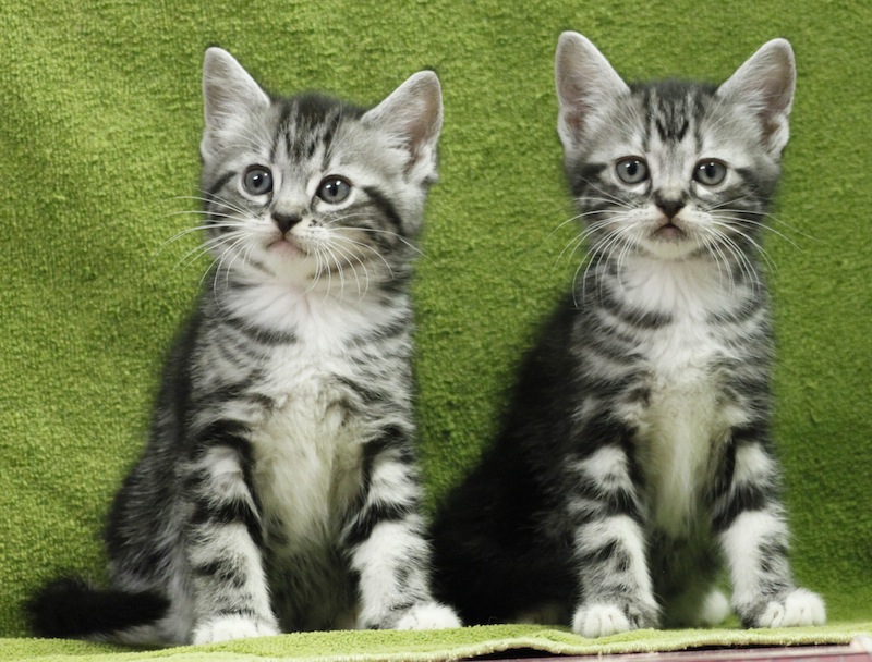 american shorthair kittens texas